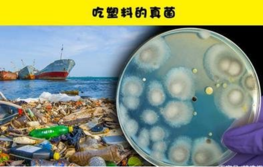 能在和善前提下高效降解PBAT塑料的海洋微生物酶初次被发现
