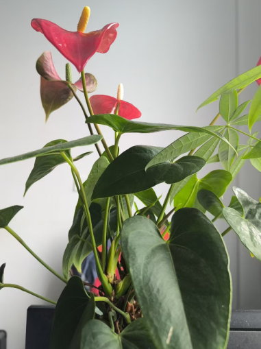 夏季灼灼，西瓜清冷